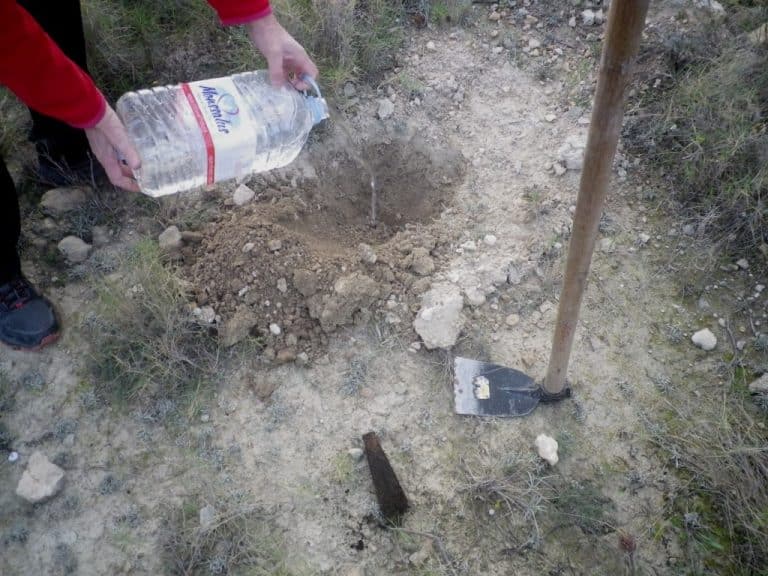 Plantà de Matorral Autóctono. XXIII Anem a la Serra.