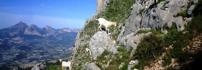 Bernia, 1128m. (Desde la Font de la Barca).