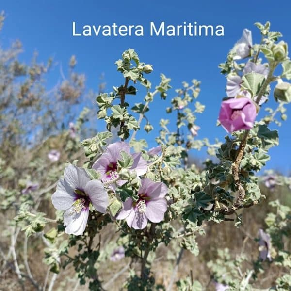 Ruta / interpretaciò botánica.