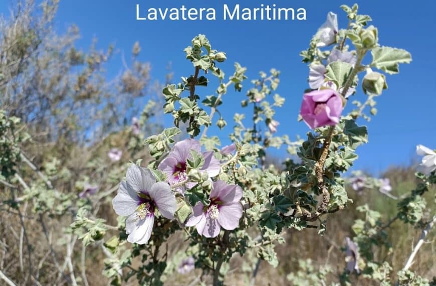 Ruta / interpretaciò botánica.